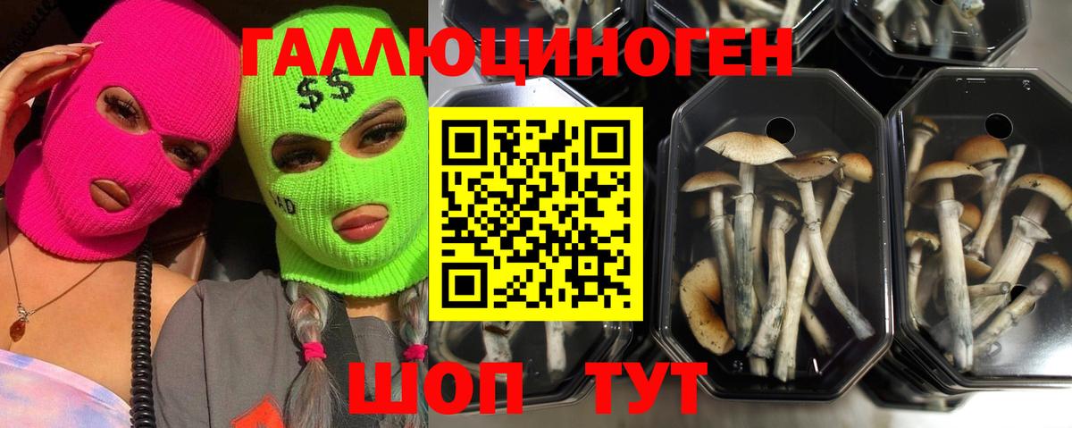 Галлюциногенные грибы Cubensis  Вход с VPN  Галлюциногенные грибы ЛСД  Новочебоксарск 